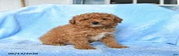 Miniature Poodle dogs for sale: Sunny  - Ad 2