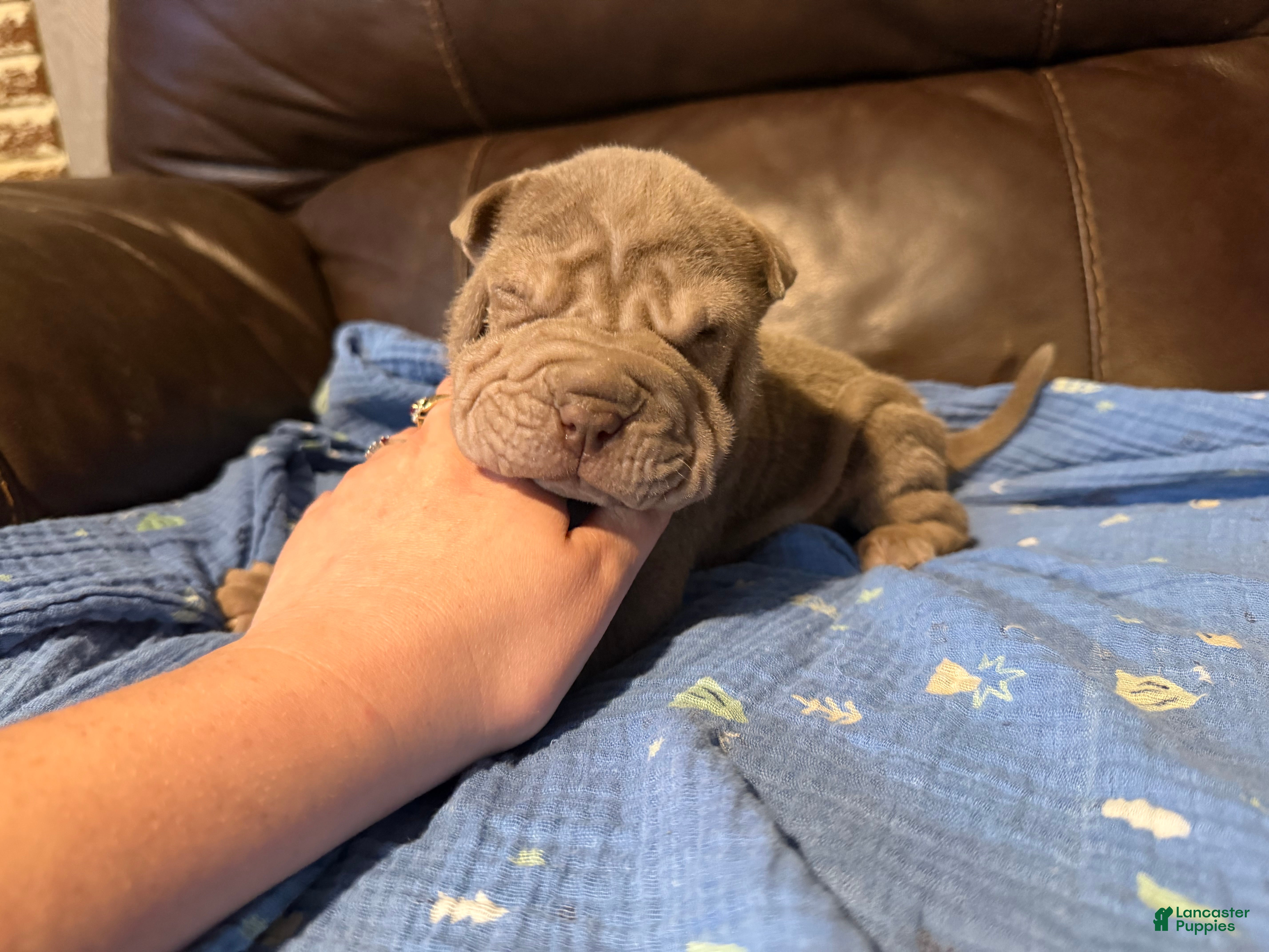 Shar Pei dogs for sale: Forest - Ad 2