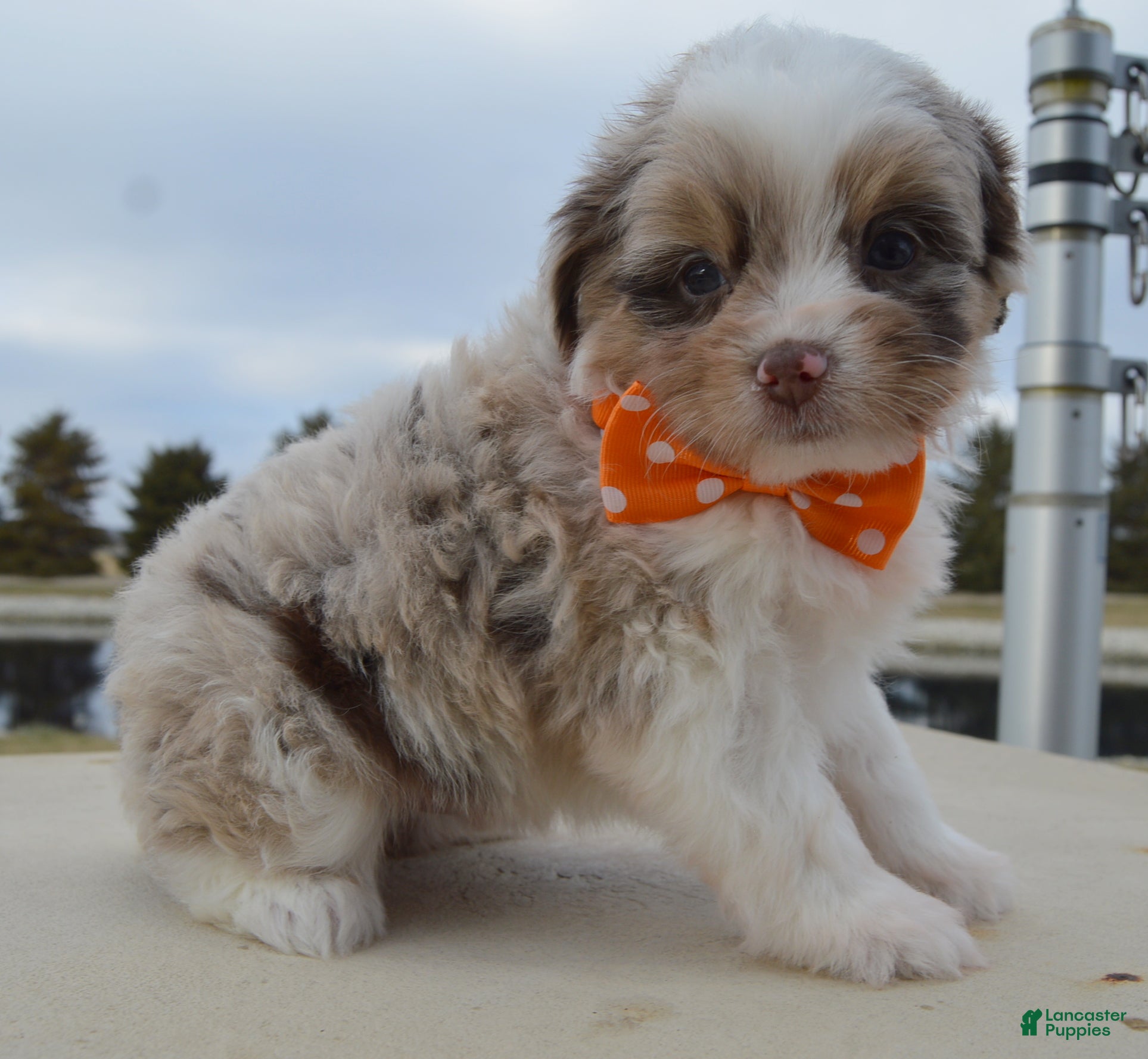 Mini Aussiedoodle dogs Toy Axel - Ad 39