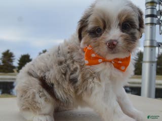 Mini Aussiedoodle dogs Toy Axel - Ad 39