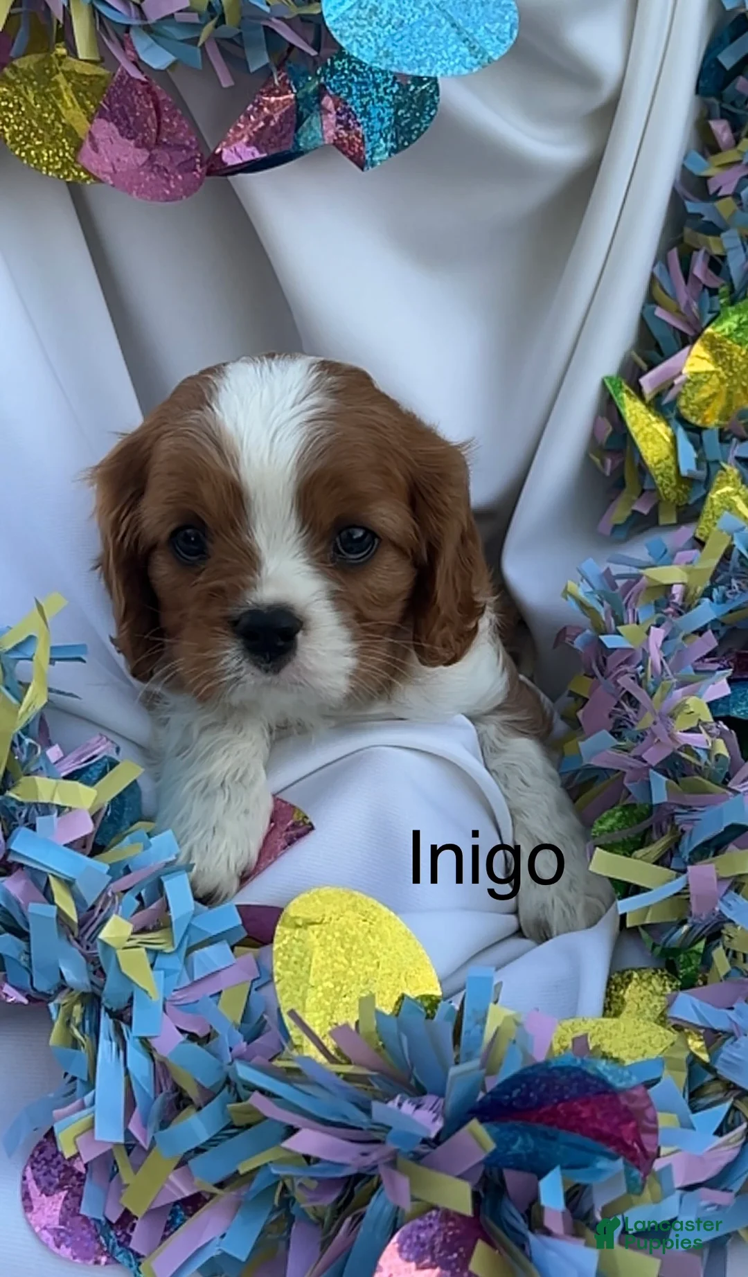 Cavalier King Charles Spaniel dogs for sale: Inigo  - Ad 1