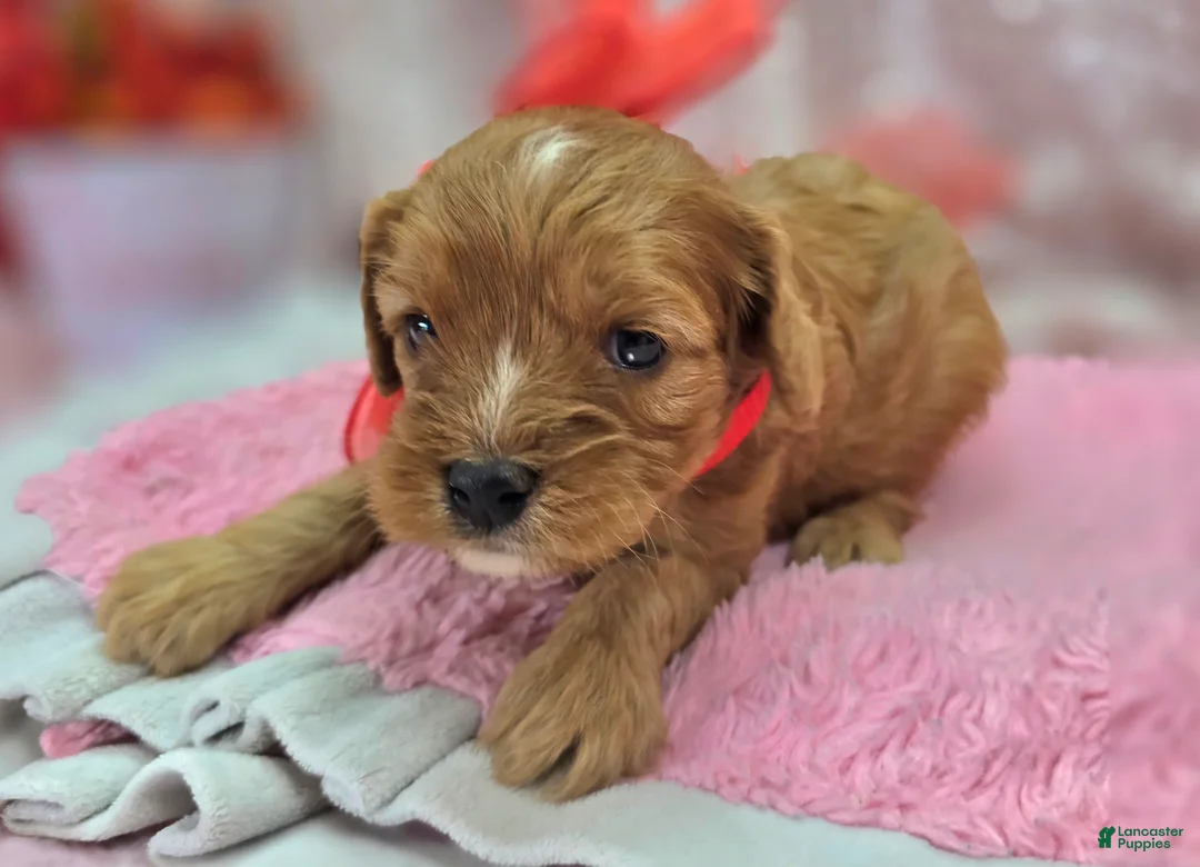 Cavapoo dogs for sale: Everest - Ad 1