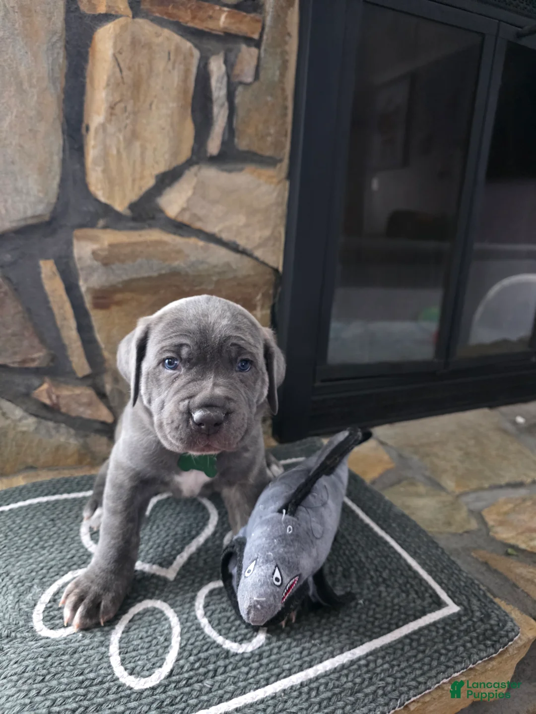 Cane Corso dogs for sale: Stolas - Ad 2