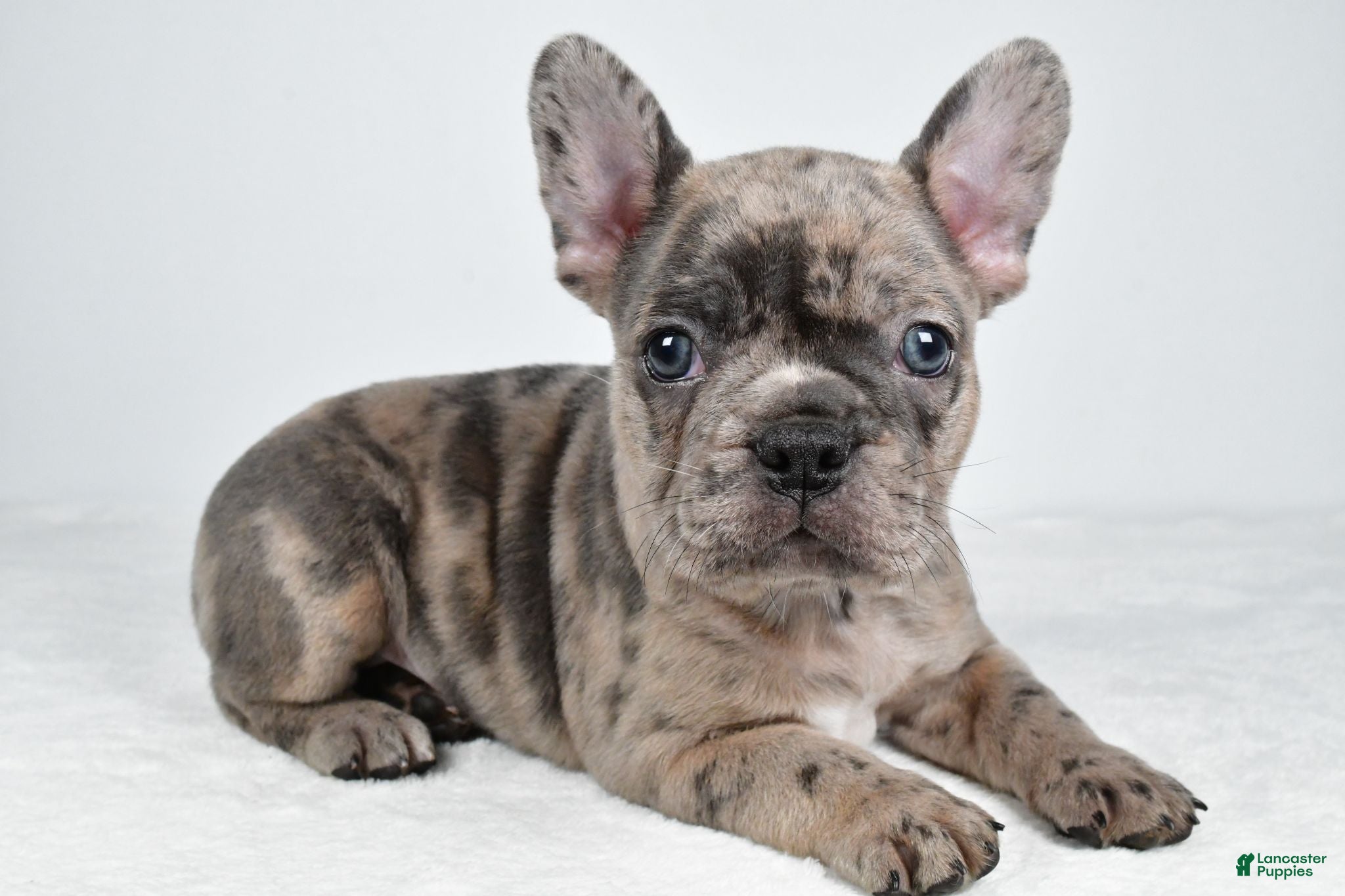 Frenchton dogs Frank - Ad 1