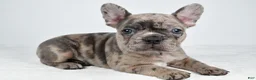 Frenchton dogs for sale: Frank - Ad 1