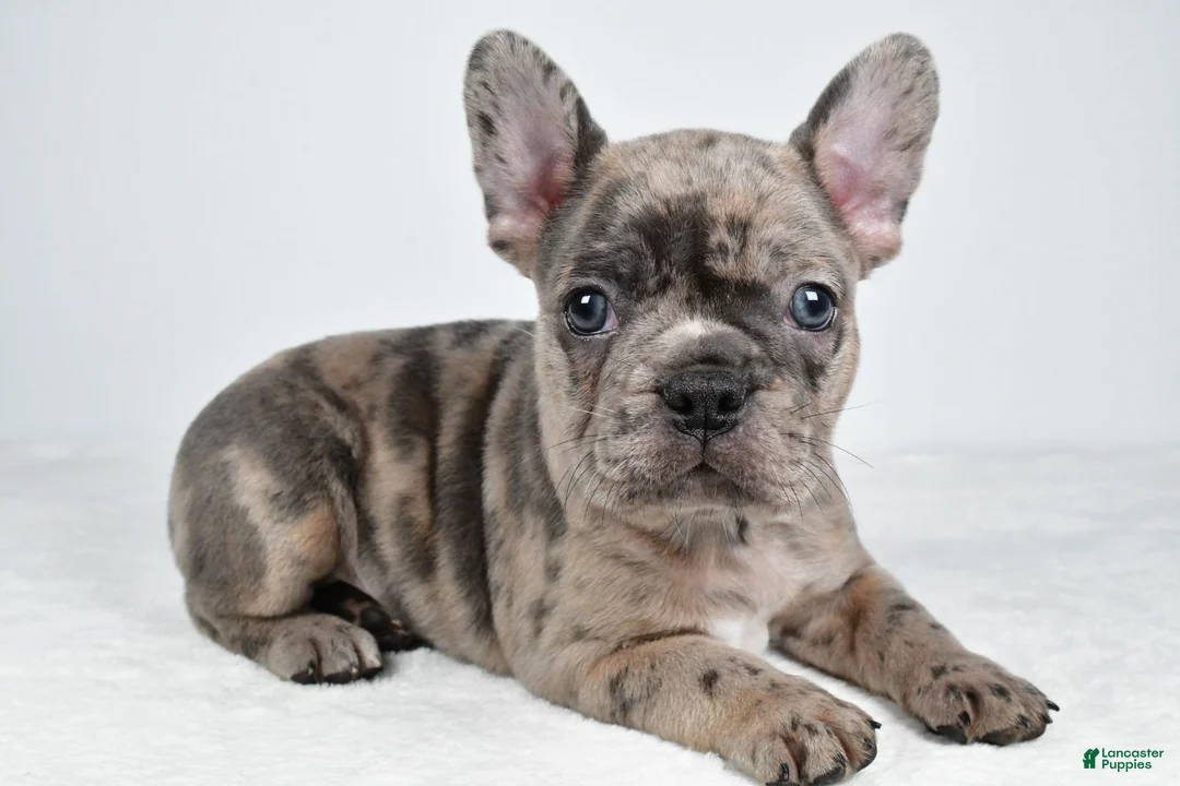 Frenchton dogs for sale: Frank - Ad 1