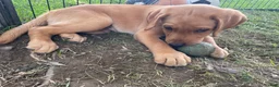 Labrador Retriever dogs for sale: Orange collar. Joe - Ad 4