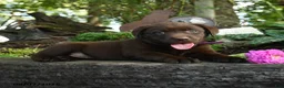 Labrador Retriever dogs for sale: Taffy - Ad 4