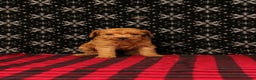 Miniature Poodle dogs for sale: Wagler - Ad 1