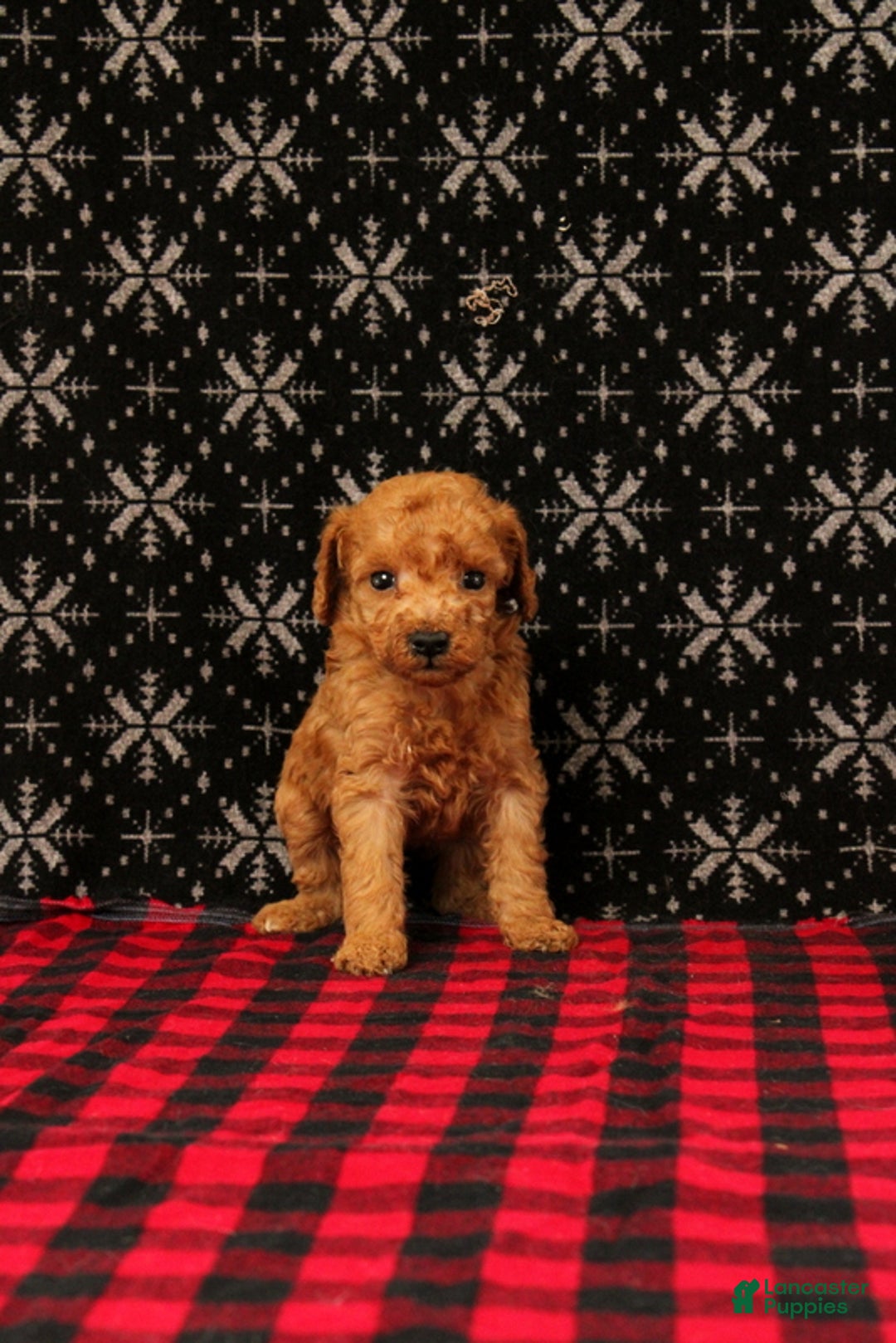 Miniature Poodle dogs for sale: Wagler - Ad 1