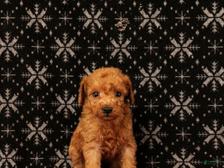 Miniature Poodle dogs Wagler - Ad 35