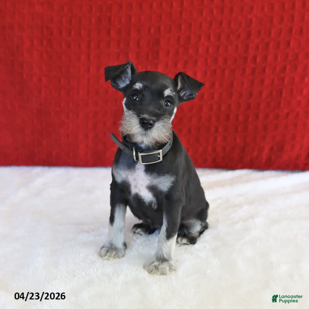 Miniature Schnauzer dogs for sale: Fern - Ad 1