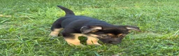 German Shepherd dogs for sale: Daisy - Ad 5