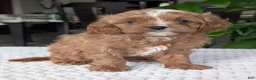 Cavapoo dogs for sale: Myles - Ad 13