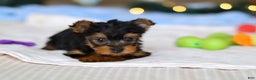 Yorkshire Terrier dogs for sale: Jewel - Ad 5