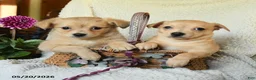Chihuahua dogs for sale: Louie - Ad 3
