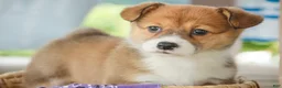 Welsh Corgi Pembroke dogs for sale: Trix Welsh Corgi Pembroke  - Ad 7