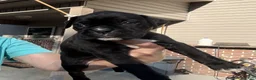 Boxer dogs for sale: Belle AKC Seal Brindle Boxer - Ad 10