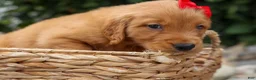 Golden Retriever dogs for sale: Quinton💙 - Ad 4