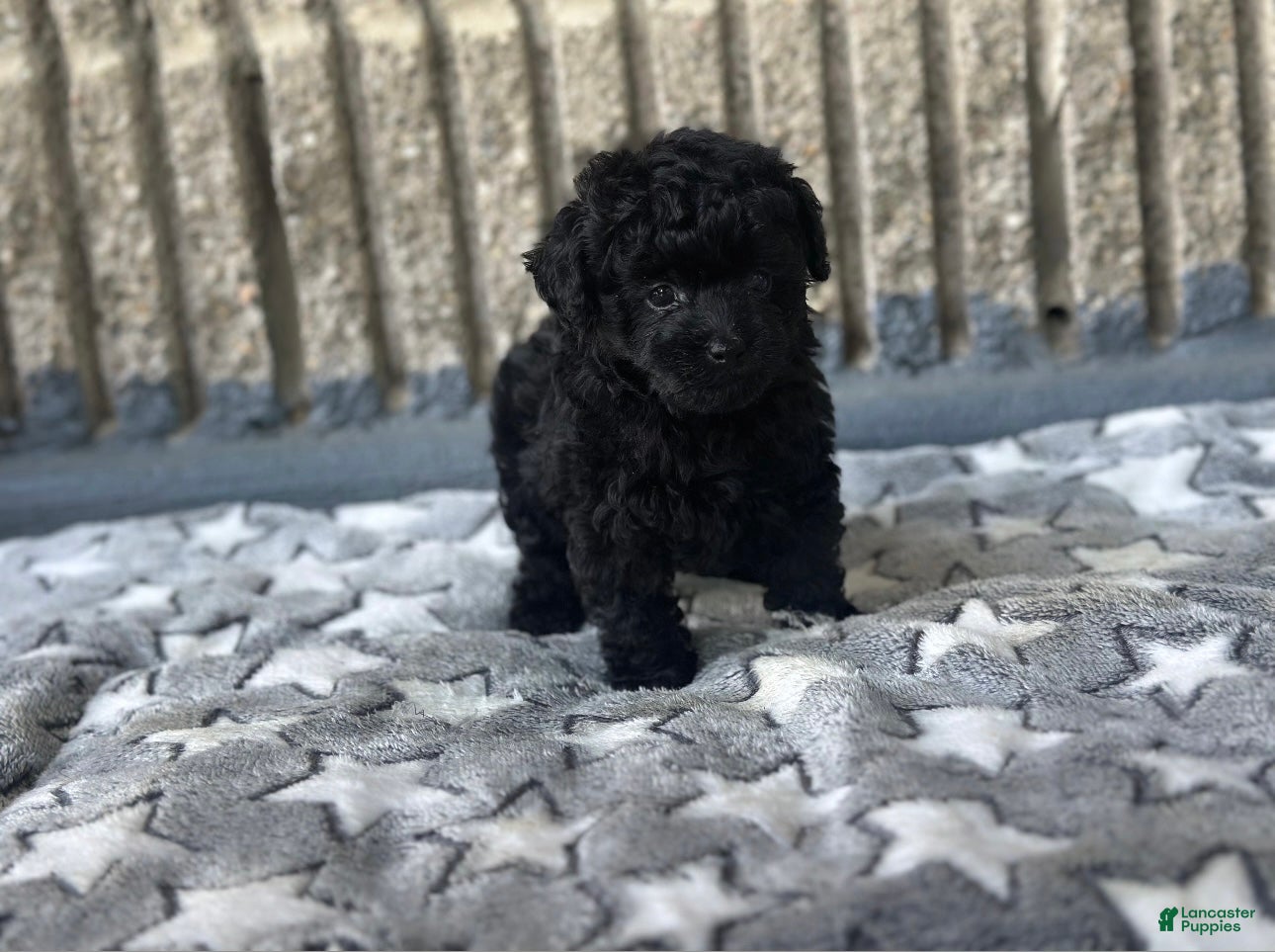 Toy Poodle dogs Midnight - Ad 6