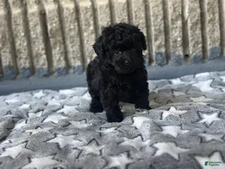 Toy Poodle dogs Midnight - Ad 6