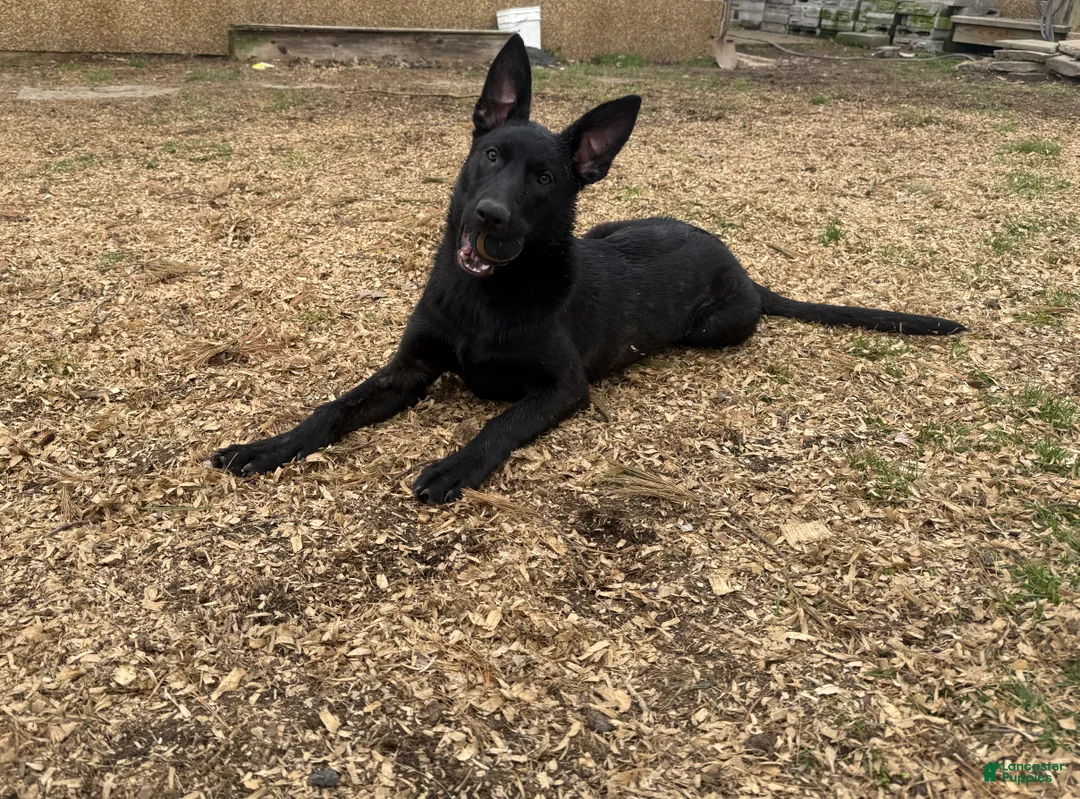 Mixed Breed dogs for sale: Black collar  - Ad 1