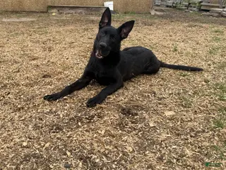 Mixed Breed dogs Black collar - Ad 21