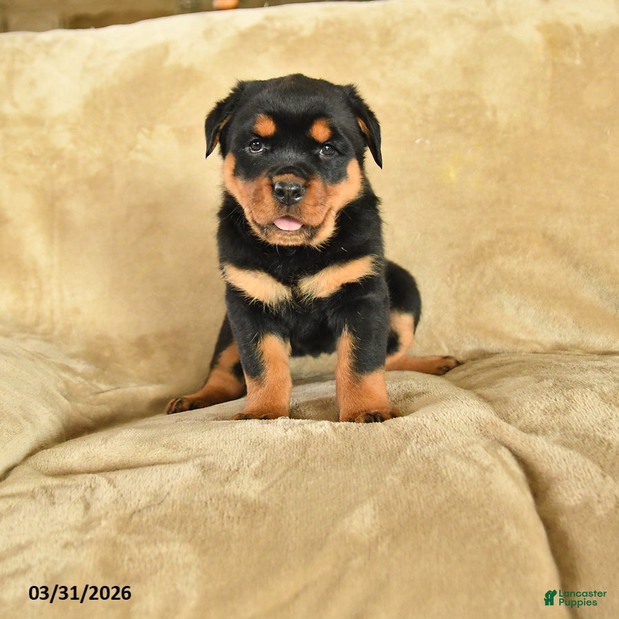 Rottweiler dogs Ursula - Ad 1