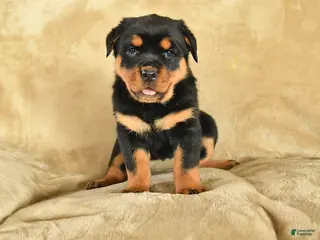 Rottweiler dogs for sale: Ursula - Ad 3