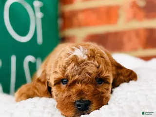 Mini Goldendoodle dogs Grove - Petite Size - Ad 33