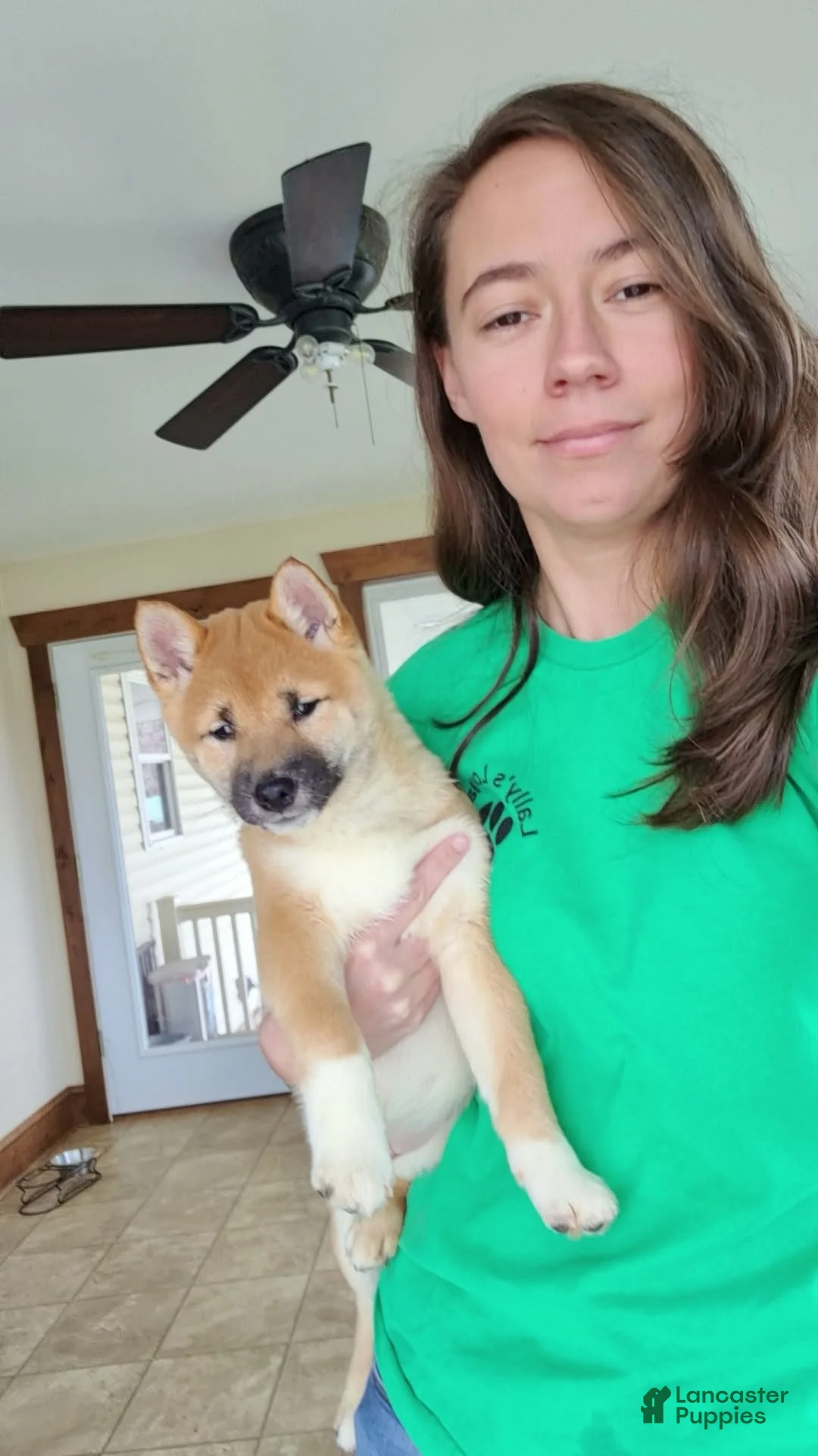 Shiba Inu dogs for sale: Fox - Ad 1