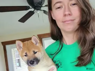 Shiba Inu dogs Fox - Ad 33