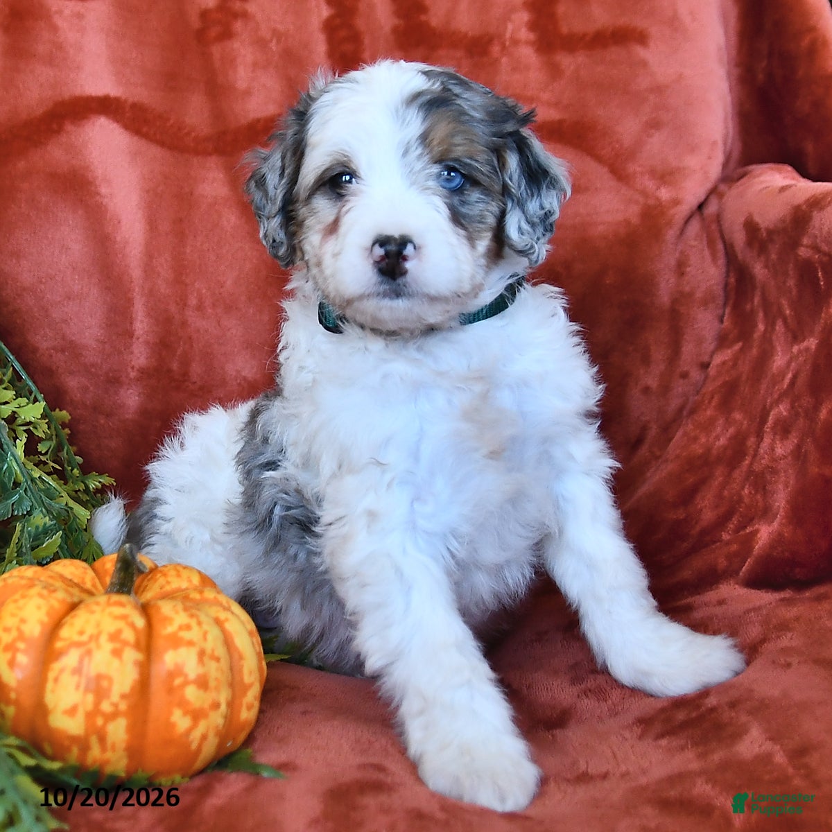 Bernedoodle dogs Bonnie  - Ad 2