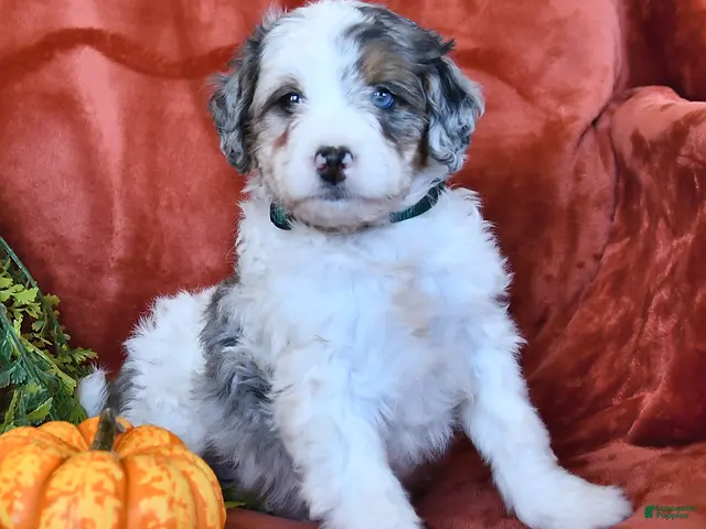 Bernedoodle dogs Bonnie - Ad 2