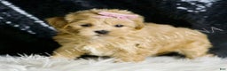 Maltipoo dogs for sale: Anita  - Ad 5