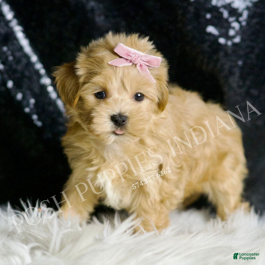 Maltipoo dogs for sale: Anita  - Ad 5