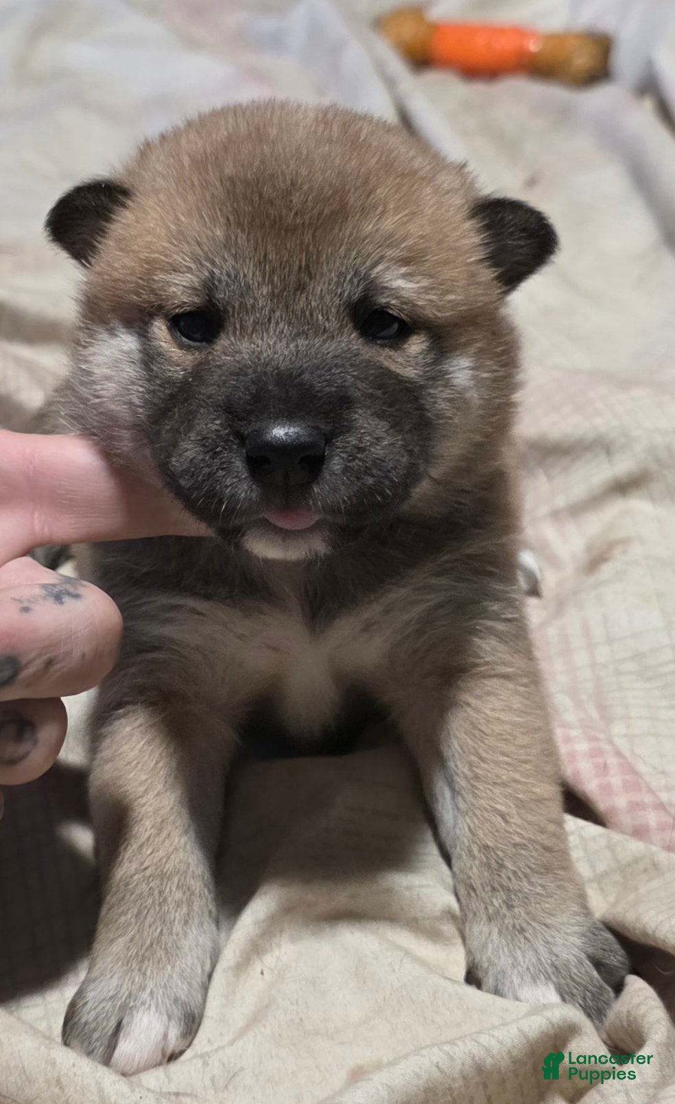 Shiba Inu dogs Shiba Inu Puppy 4 - Ad 1