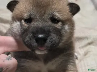 Shiba Inu dogs for sale: Shiba Inu Puppy 4 - Ad 1