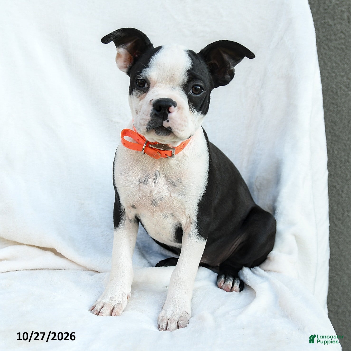 Boston Terrier dogs for sale: Olive  - Ad 1