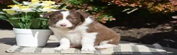 Border Collie dogs for sale: Dustin - Ad 4