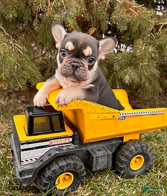French Bulldog dogs Romeo - Ad 14