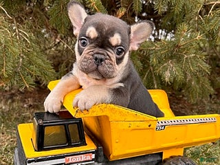 French Bulldog dogs Romeo - Ad 26