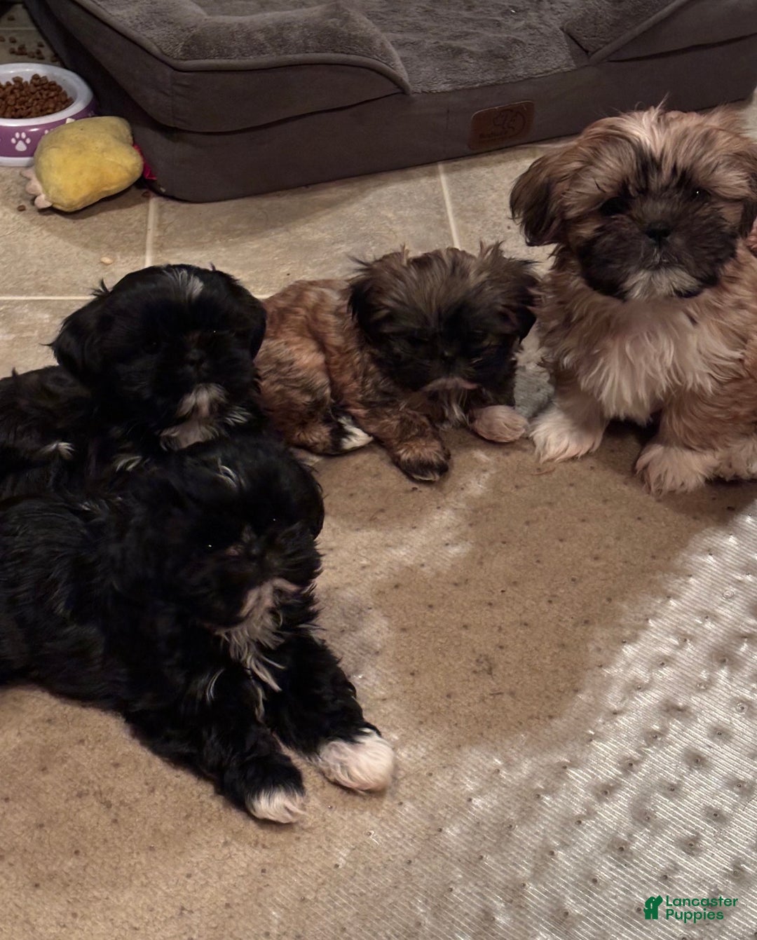 Shih Tzu dogs for sale: Winston - Ad 2