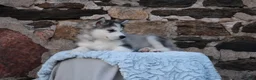 Alaskan Malamute dogs for sale: Yukon - Ad 3