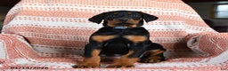 Doberman Pinscher dogs for sale: Ava  - Ad 1
