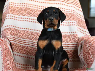 Doberman Pinscher dogs Ava - Ad 16