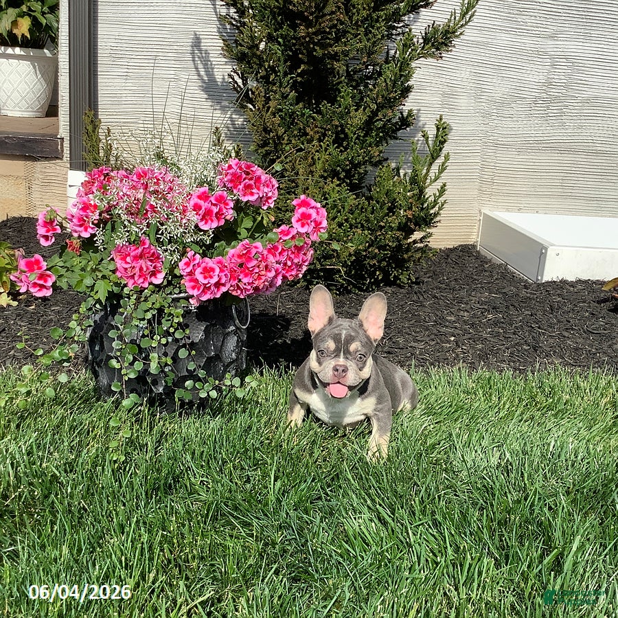 French Bulldog dogs for sale: Clover - Ad 5