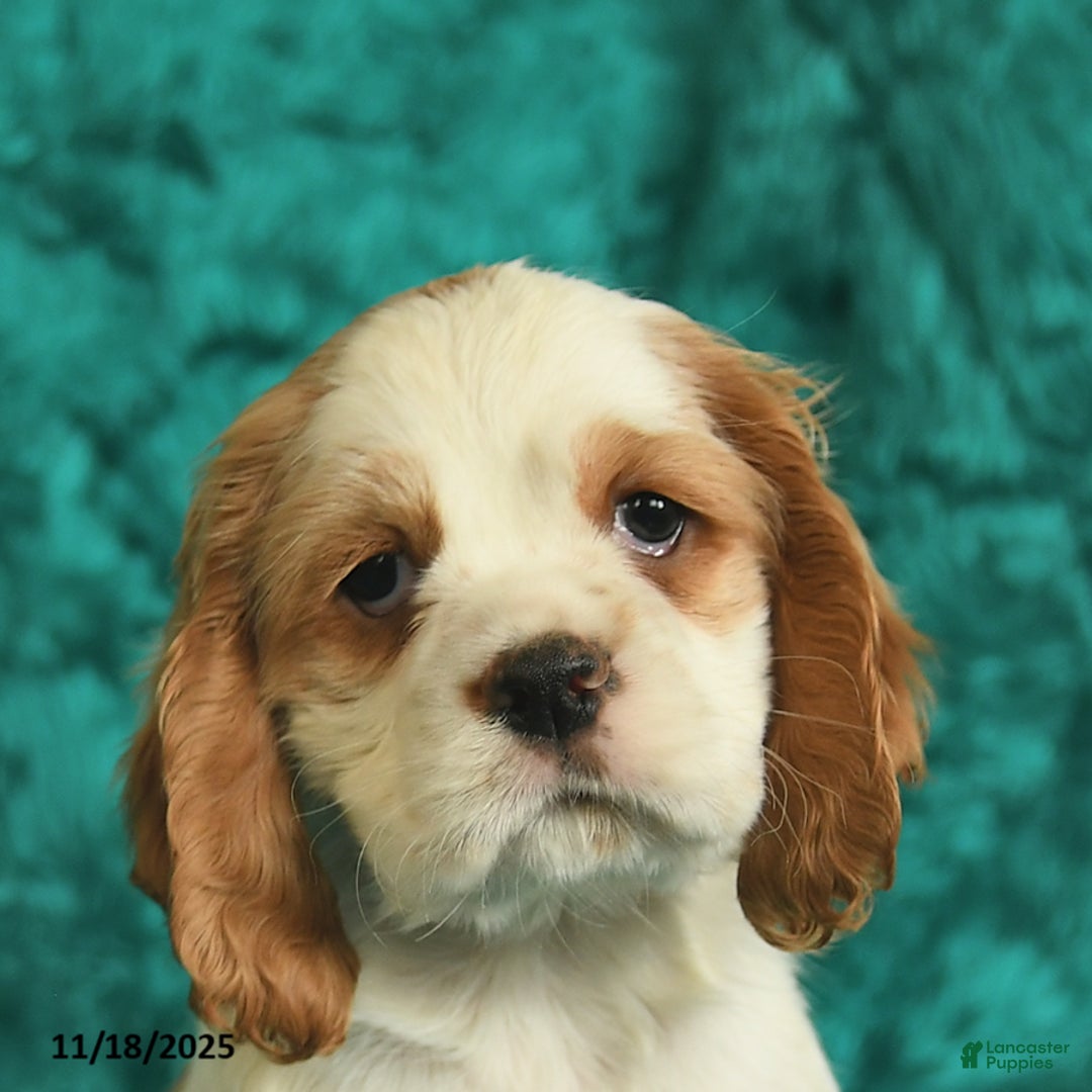 Cocker Spaniel dogs for sale: Aspen  - Ad 5
