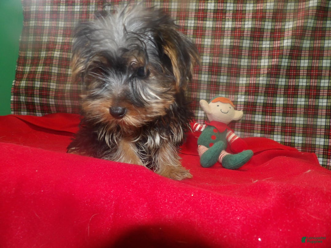 Yorkshire Terrier dogs for sale: Ace - Ad 3