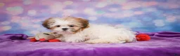 Shih Tzu dogs for sale: Bella - Ad 11